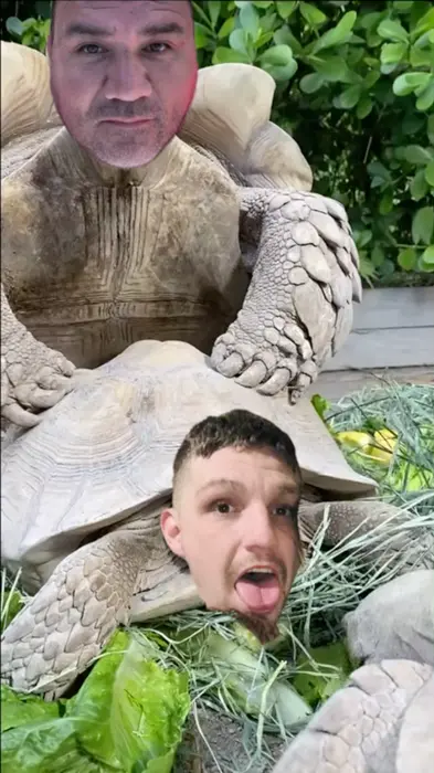 Turtles having sex meme | image tagged in memes | made with Piñata Farms meme generator