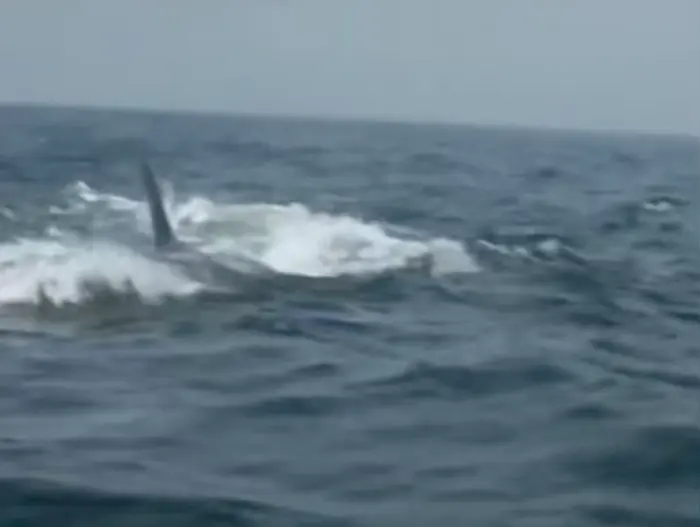 Shark shooting scene - Jaws meme | image tagged in memes | made with Piñata Farms meme generator