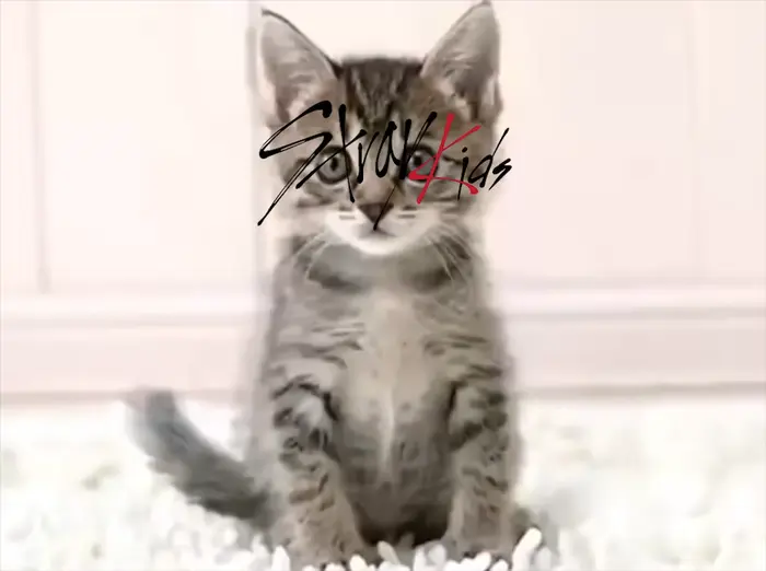 (SCREAMER WARNING) - Cute Cat meme | SKZ And A t e e z Update | image tagged in memes | made with Piñata Farms meme generator