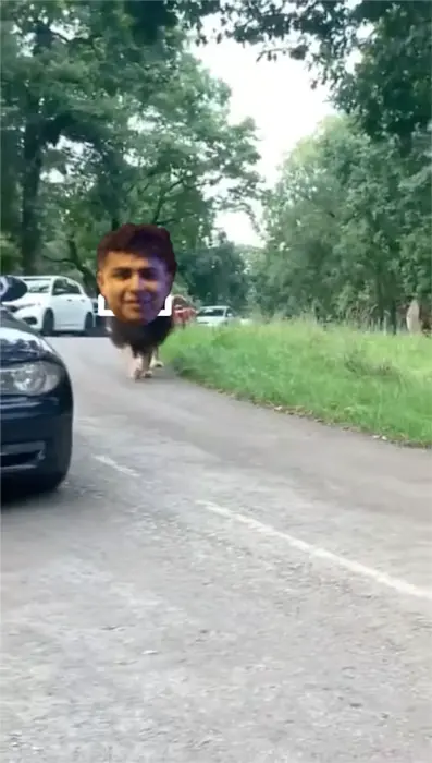 Piñata thumbnail image