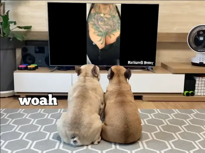 French Bulldog's Adorable Reaction meme | #hunterbiden Laptop Inferno 🔥 🔥 🔥 -pT3 | image tagged in memes: hunterbiden, politics | made with Piñata Farms meme generator