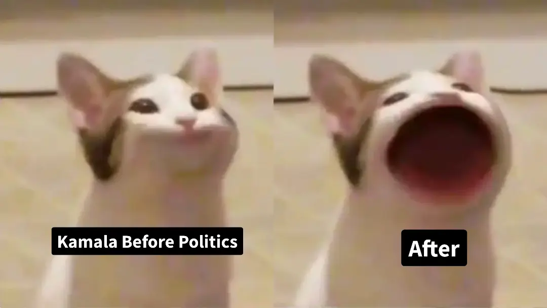 Pop cat meme | image tagged in memes | made with Piñata Farms meme generator