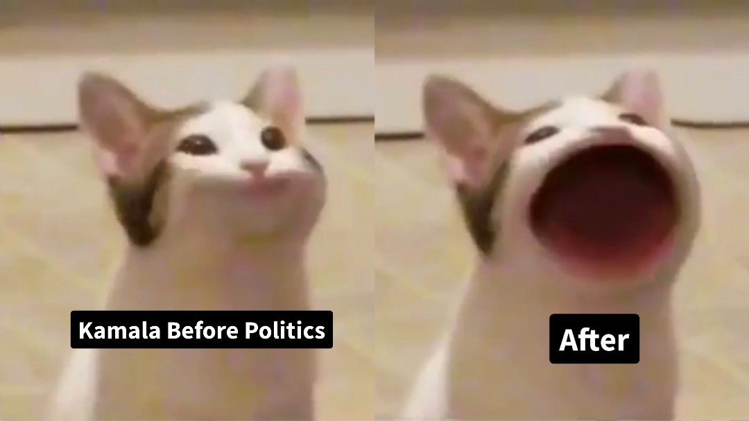 Pop cat meme | image tagged in memes | made with Piñata Farms meme generator