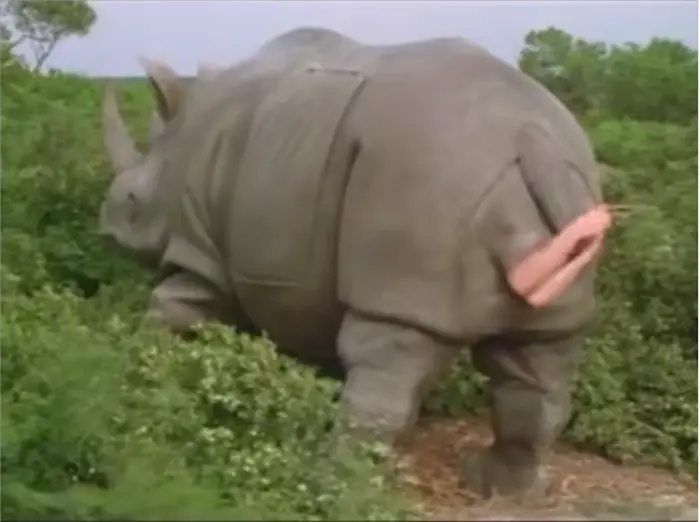 Ace Ventura: Rhino Scene meme | image tagged in memes | made with Piñata Farms meme generator