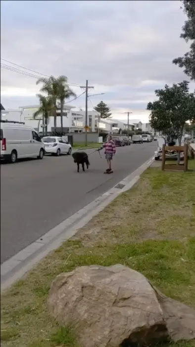 Walking the pony meme | image tagged in memes | made with Piñata Farms meme generator