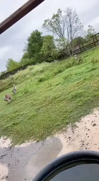 kangaroo shows its muscles meme | image tagged in memes | made with Piñata Farms meme generator