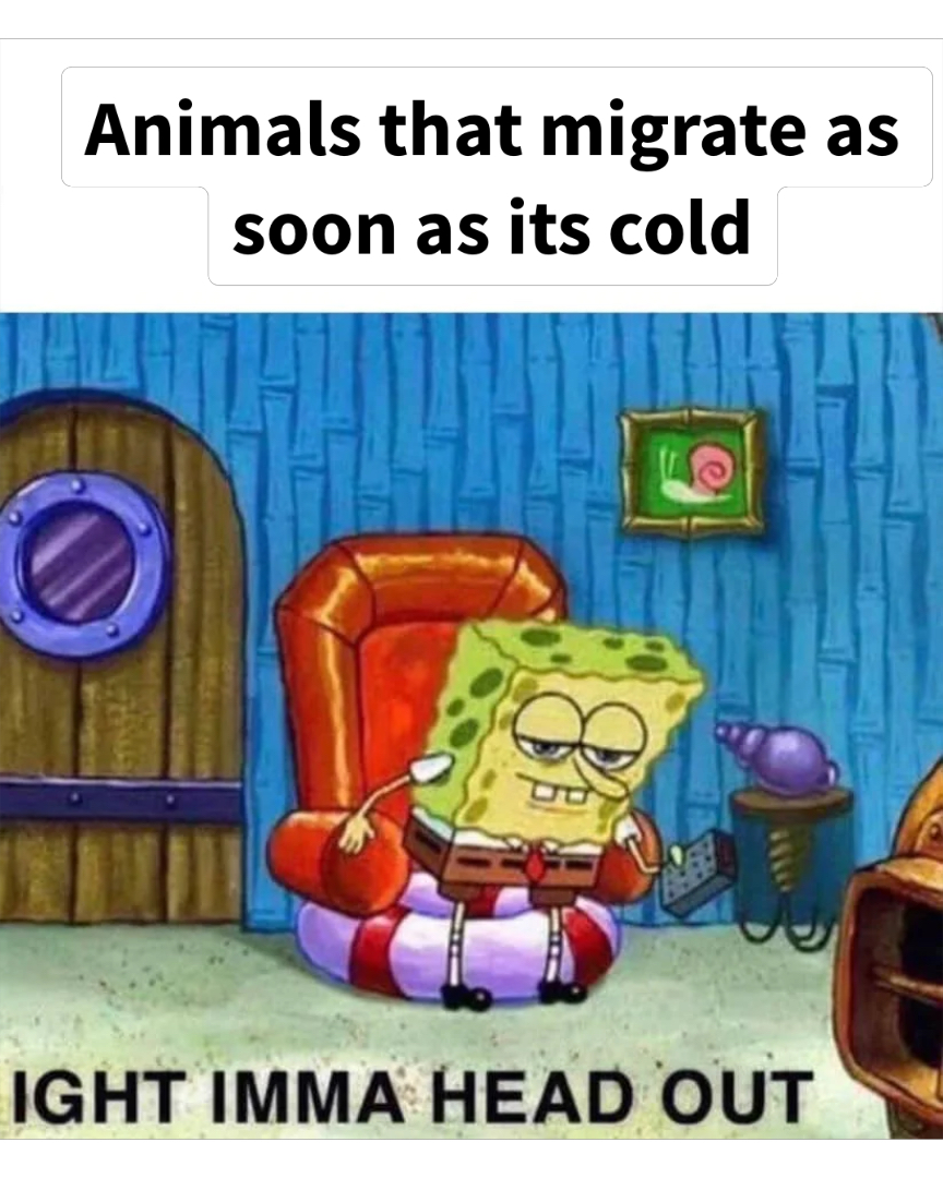 Spongebob Ight Imma Head Out meme | image tagged in memes | made with Piñata Farms meme generator