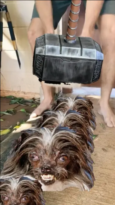 Piñata thumbnail image