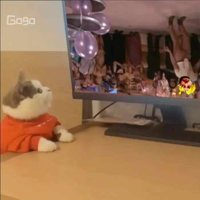 Cat watches "Tom and Jerry" meme | Chano 😁😁😉 | image tagged in memes | made with Piñata Farms meme generator