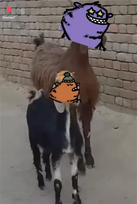 Couple of GOATS meme | image tagged in memes | made with Piñata Farms meme generator