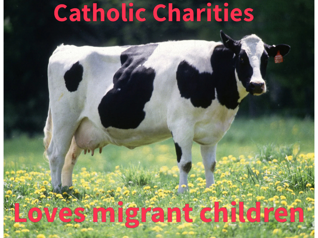 Cow meme | image tagged in memes | made with Piñata Farms meme generator