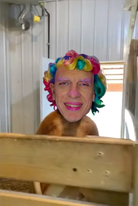 kangaroo doesn't want to go outside meme | image tagged in memes | made with Piñata Farms meme generator