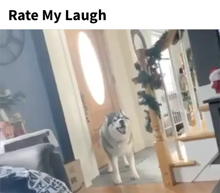 the husky dog howls meme | image tagged in memes | made with Piñata Farms meme generator