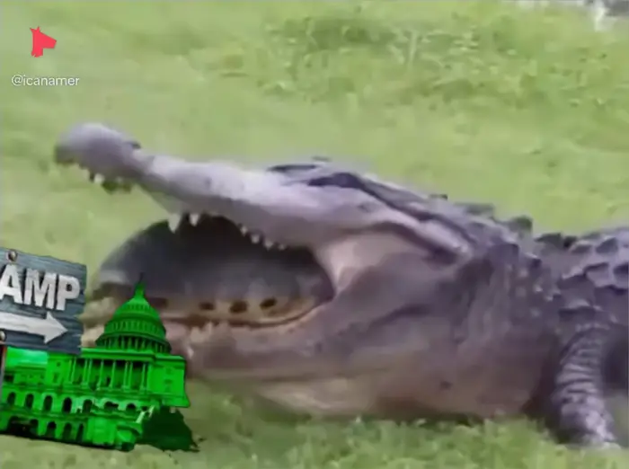 Crocodile tries to eat a turtle and it fails meme | image tagged in memes | made with Piñata Farms meme generator