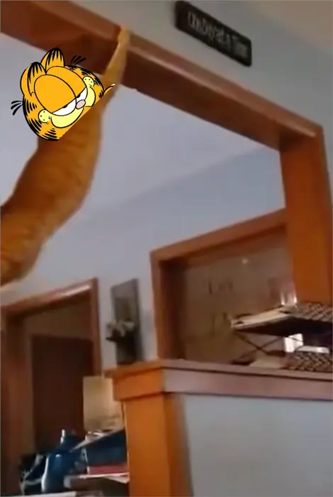 red cat hanging on the door meme | image tagged in memes | made with Piñata Farms meme generator