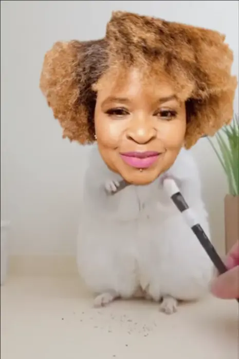 Сhinchilla PIMP meme | image tagged in memes | made with Piñata Farms meme generator