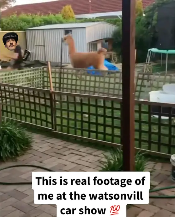 Lama Chase meme | image tagged in memes | made with Piñata Farms meme generator