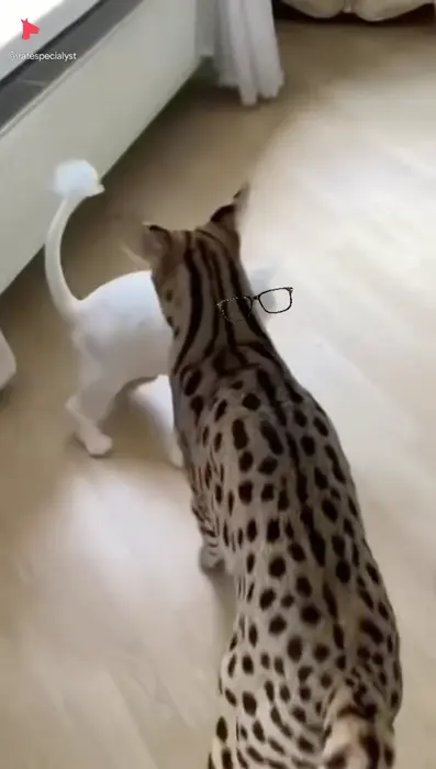 Fighting cats meme | image tagged in memes | made with Piñata Farms meme generator