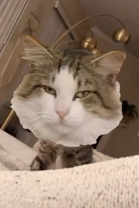 what is going on inside your head meme | image tagged in memes | made with Piñata Farms meme generator