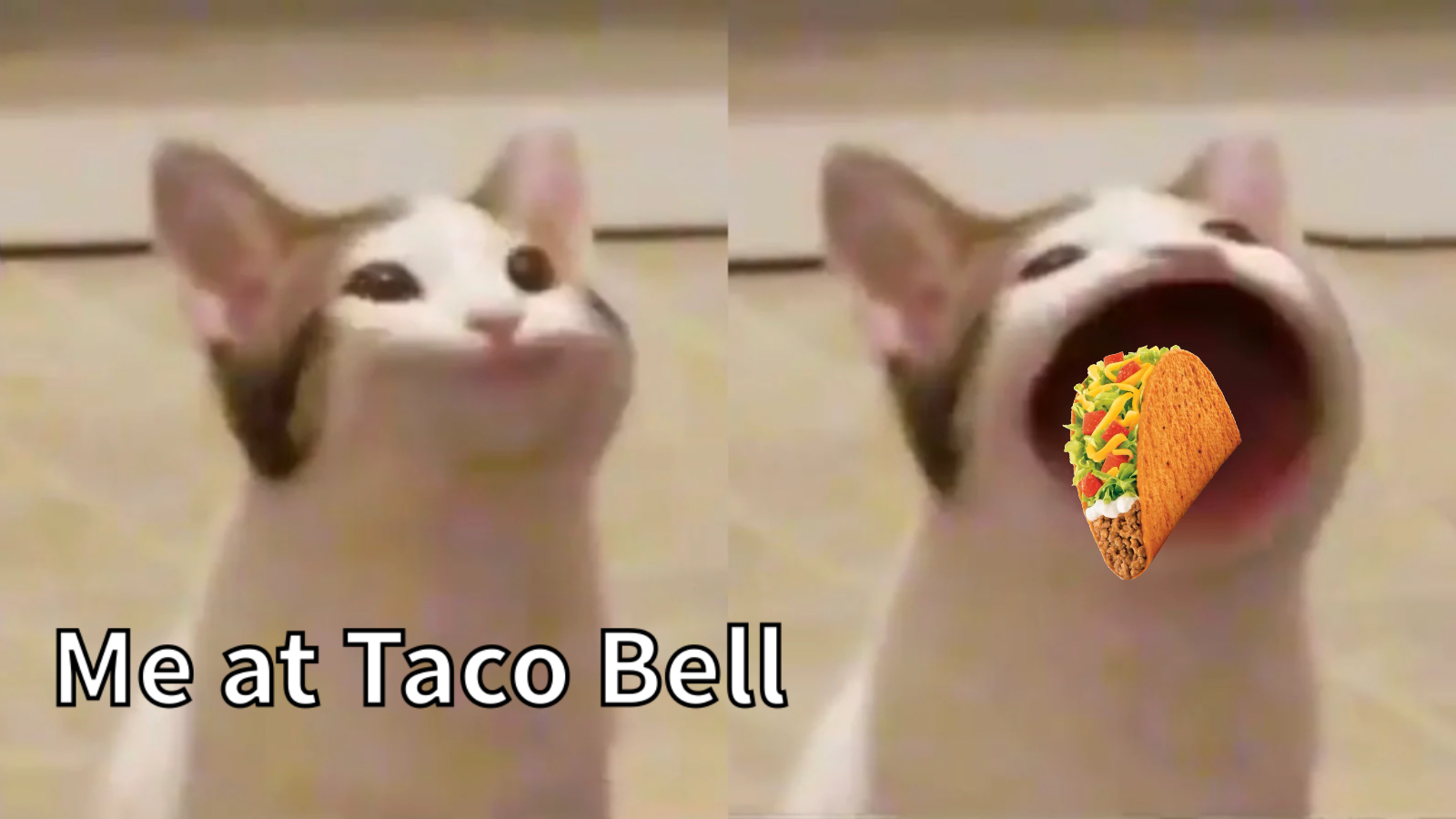 Pop cat meme | image tagged in memes: food, funny | made with Piñata Farms meme generator
