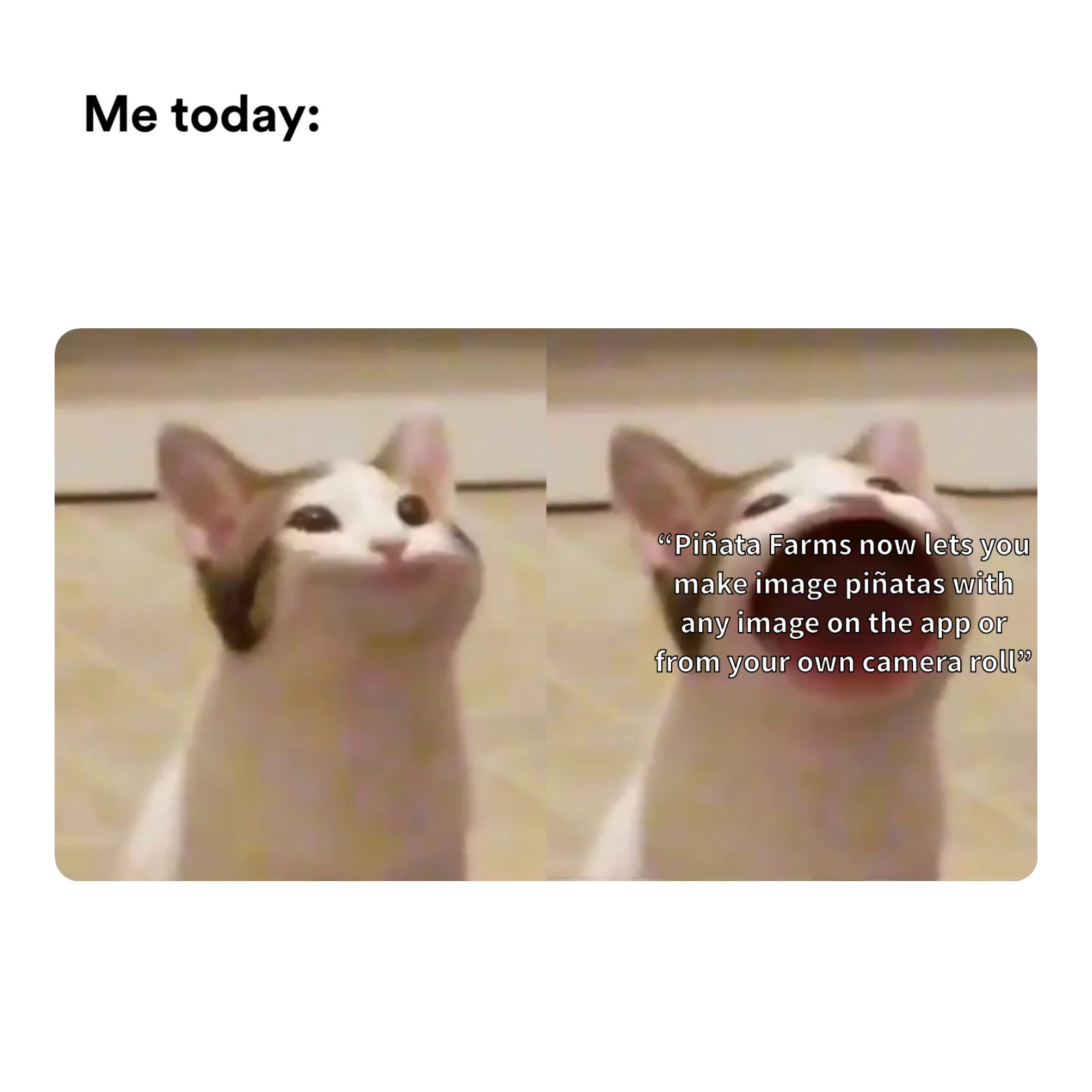Pop cat meme | Me today: | image tagged in memes: funny, images, tech | made with Piñata Farms meme generator