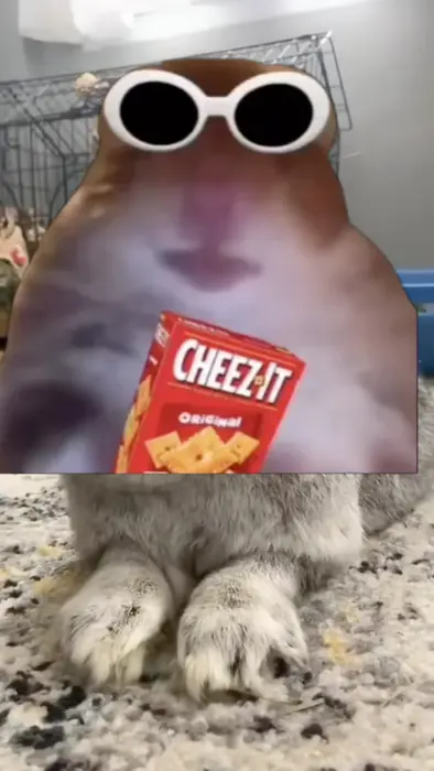 rabbits showing great singing skills meme | Who sing more better? | image tagged in memes | made with Piñata Farms meme generator