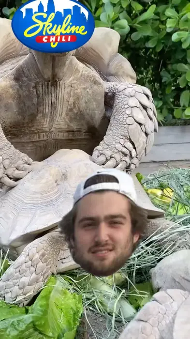 Turtles having sex meme | image tagged in memes | made with Piñata Farms meme generator