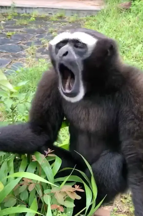 Monkey screaming meme | image tagged in memes | made with Piñata Farms meme generator