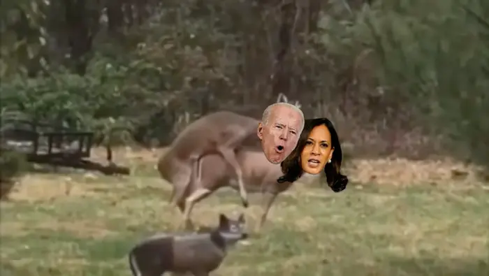 Deer love meme | image tagged in memes | made with Piñata Farms meme generator