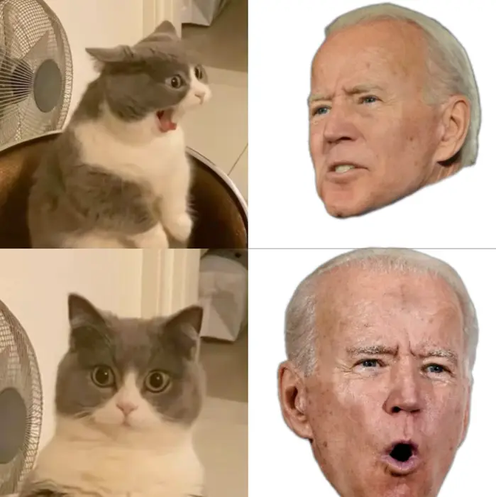 shocked Cat meme | image tagged in memes | made with Piñata Farms meme generator