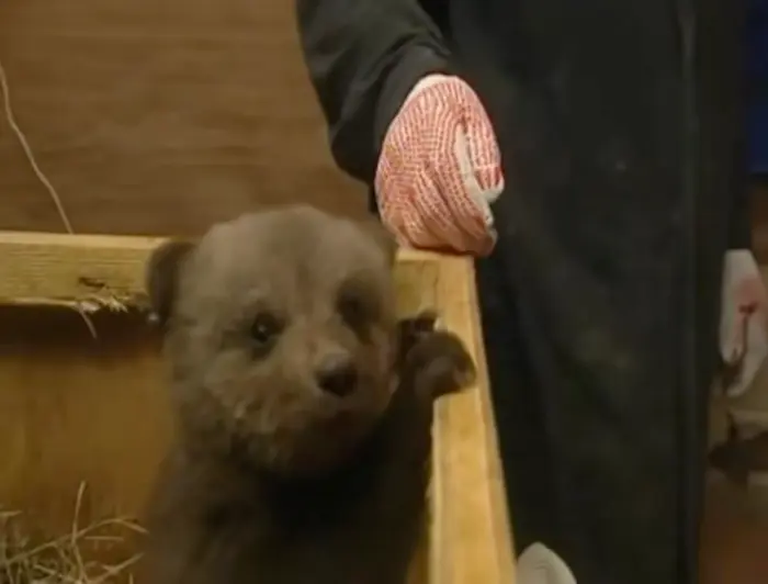 Little Bear meme | image tagged in memes | made with Piñata Farms meme generator