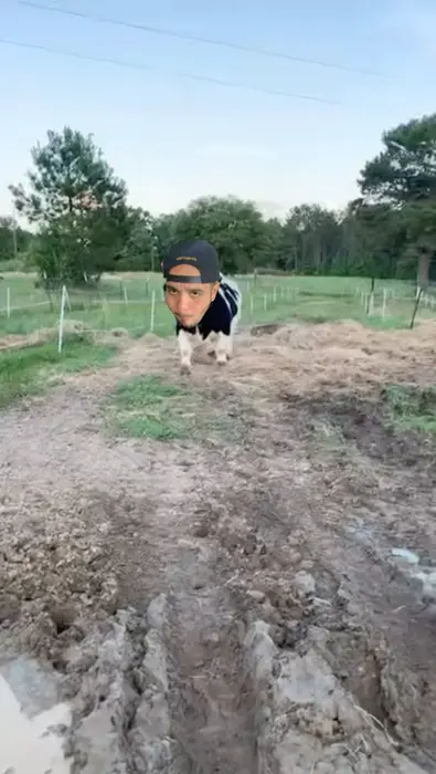 Piñata thumbnail image