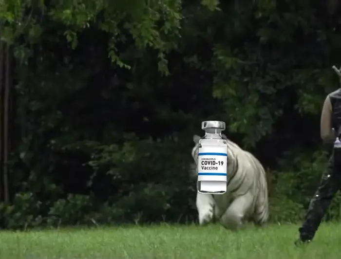 White tiger chasing his prey meme | #covid19 #vaccine | image tagged in memes: covid19, vaccine | made with Piñata Farms meme generator