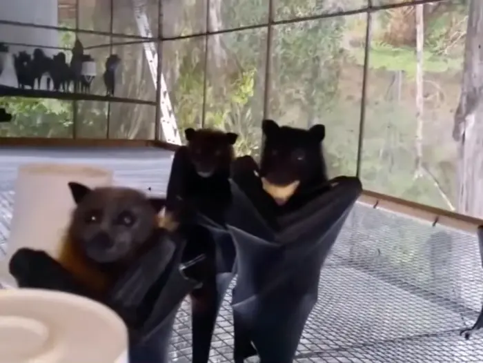 Hanging bats filmed upside-down look like a Goth nightclub meme | #people wear black now a days. Weird right | image tagged in memes: people | made with Piñata Farms meme generator