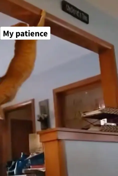 red cat hanging on the door meme | image tagged in memes | made with Piñata Farms meme generator