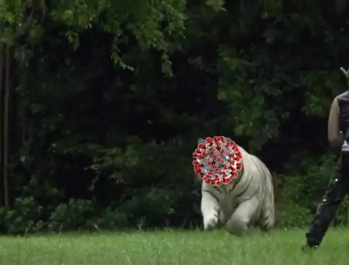 White tiger chasing his prey meme | image tagged in memes | made with Piñata Farms meme generator