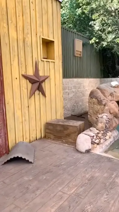 owl flies to eat its food meme | Blame @liianame for this #wideworldoflukas | image tagged in memes: wideworldoflukas | made with Piñata Farms meme generator