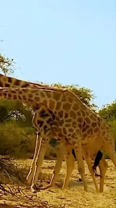 Giraffes Fighting meme | image tagged in memes | made with Piñata Farms meme generator