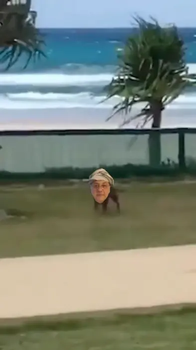 Dogs and Jumps meme | image tagged in memes | made with Piñata Farms meme generator