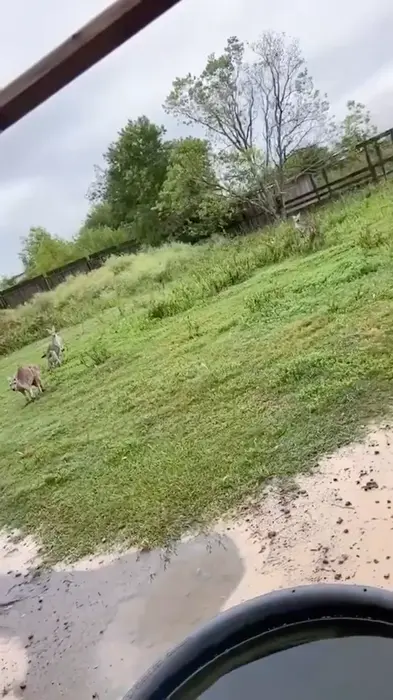 kangaroo shows its muscles meme | Flex | image tagged in memes | made with Piñata Farms meme generator