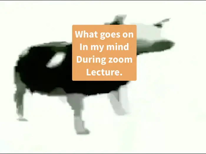 tylko jedno w głowie mam dancing cow meme | Zoom lectures have me trippin | image tagged in memes: funny | made with Piñata Farms meme generator